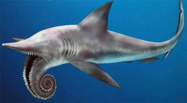 Зачем акуле циркулярная пила вместо зубов?