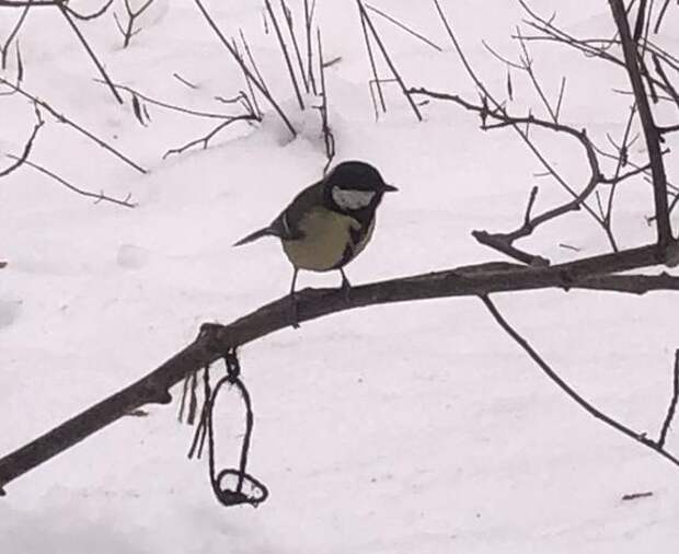 Биолог Квартальнов: воробьям в Москве не грозит ожирение