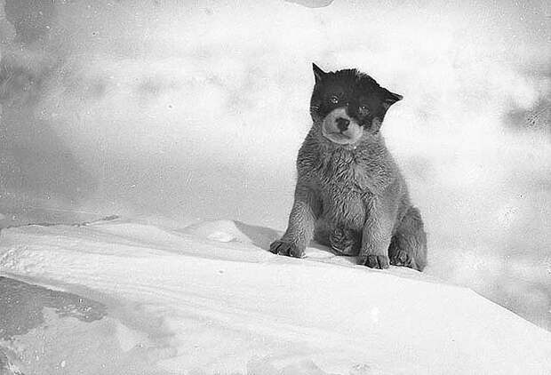 antarctica15 Самые впечатляющие фотографии Антарктиды начала 20 века