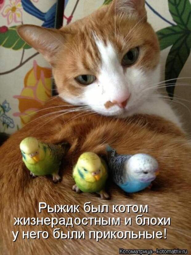 Новые смешные котоматрицы (36 шт)