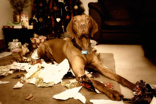 собака уничтожила диван пока хозяина не было