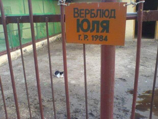 верблбюд