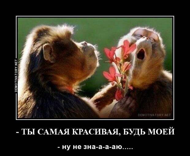 Веселые и позитивные демотиваторы про животных