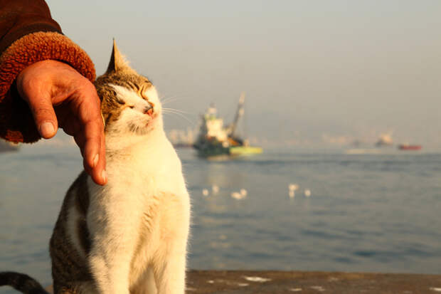 Кот, города котиков