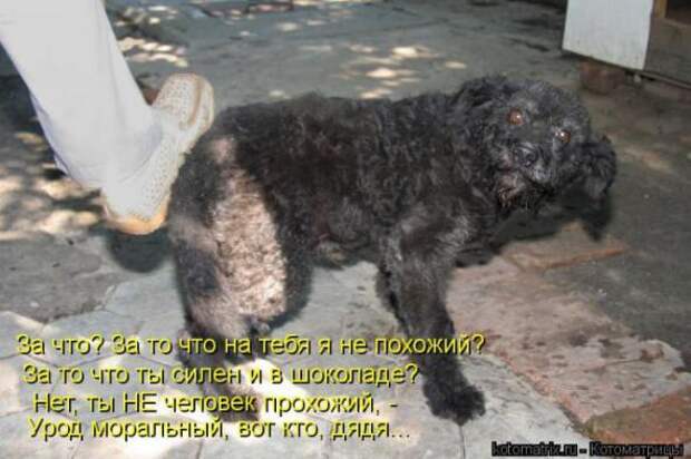 Котоматрицы(картинки с надписями)