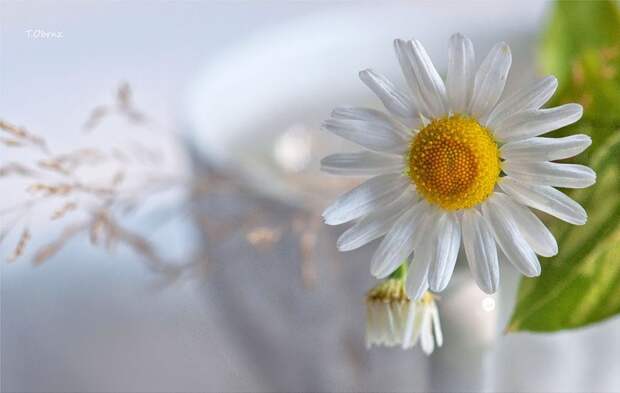 НЕЖНЕЕ НЕЖНОГО ... ФОТОГРАФ ТАТЬЯНА ОБРАЗ НЕЖНЕЕ НЕЖНОГО ... ФОТОГРАФ ТАТЬЯНА ОБРАЗ