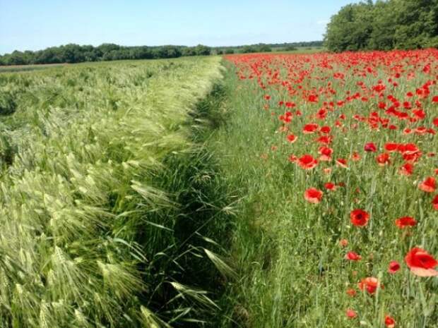 Посеешь пшеницу...