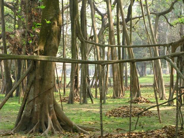 Леса с другой планеты! forests39 Леса с другой планеты!