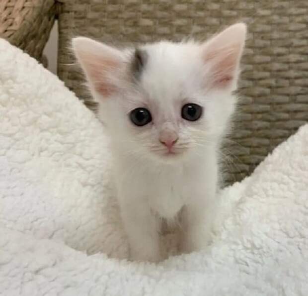 Грустный котенок