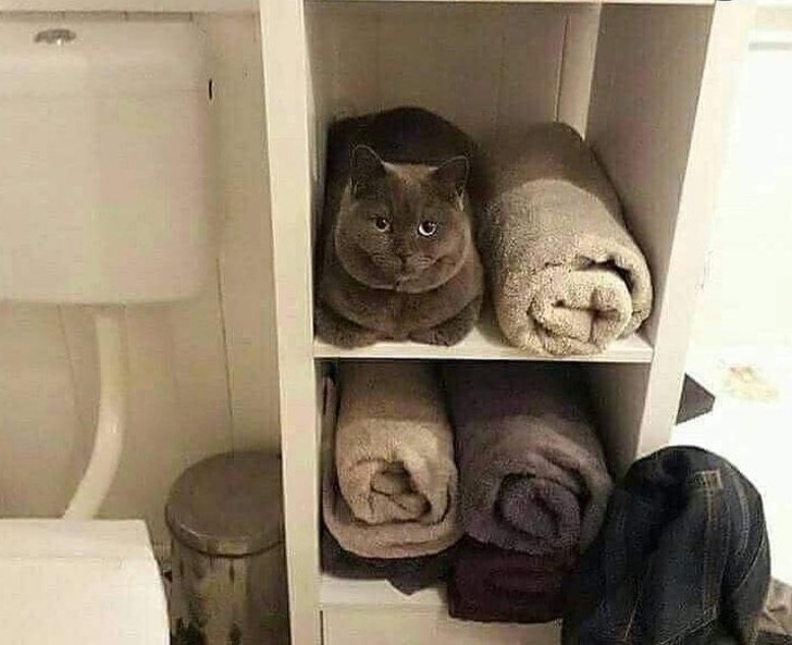 10+ смешных фотографий котов, которыми можно лечить плохое настроение