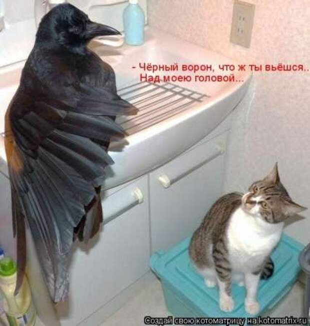 Прикольные животные, котоматрица