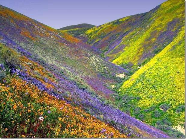 Vally-Of-Flowers-2