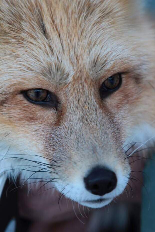 В зоопарке «Роев ручей» появился генетический выведенный ручной лис из Новосибирска