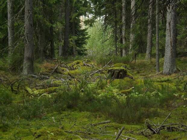 Жуткое место. Случайное фото