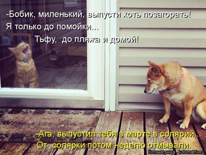 Лучшие котоматрицы недели (50 фото)