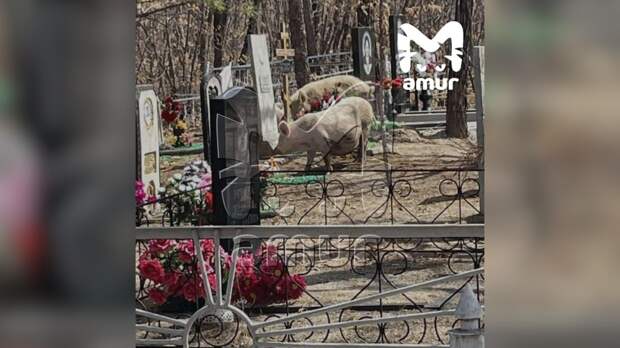 Свободно разгуливающие свиньи в селе под Хабаровском угрожают детям и разрушают кладбище