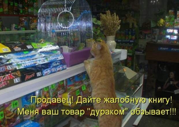 Прикольные и смешные зверюшки # 34