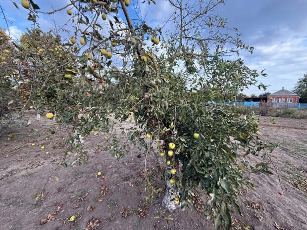 Рассыпьте 35 граммов вокруг ствола: яблоки вырастут крупнее апельсинов и слаще варенья– никакой гнили