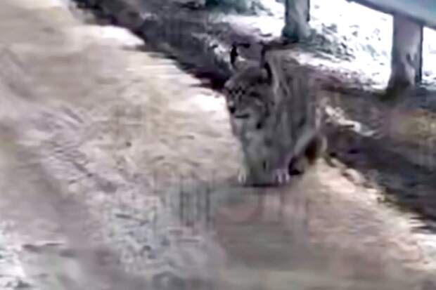 Mash: рысь, съевшая собаку, вышла на дорогу в Приморье
