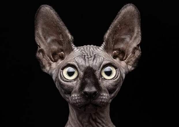 Сфинксы - порода лысых кошек
