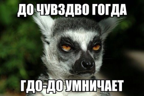 Забавные фотомемы
