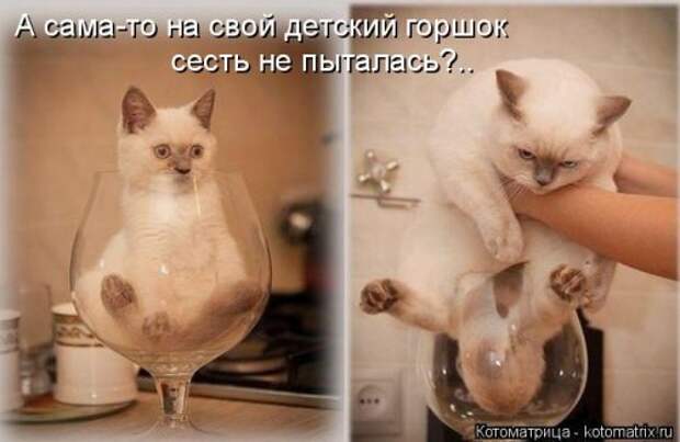 Новая котоматрица для хорошего настроения (35 фото)