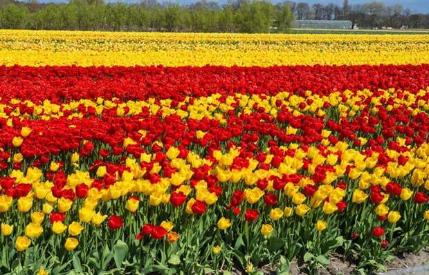 Поля тюльпанов, Нидерланды - районы Коп ван Норд-Холланд и Болленстрик, в получасе езды от Амстердама, славятся своими тюльпановыми плантациями великоление, красота, природа, путешествия, цветочные туры