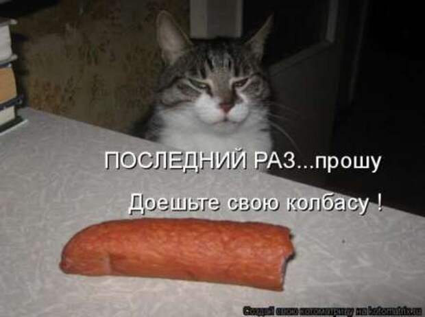 Прикольные животные, котоматрица