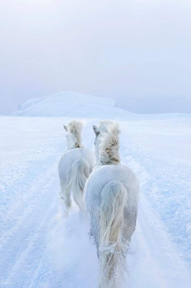 Свою экспедицию в снежные земли нью-йоркский фотограф планировал на протяжении нескольких месяцев.
