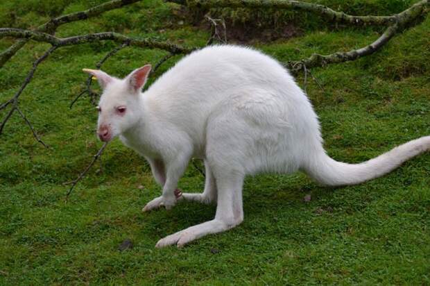 albino-animals-6-640x426