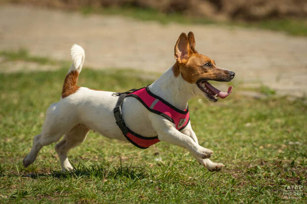 Кинолог назвал апрель и май самыми опасными месяцами для собак из-за клещей