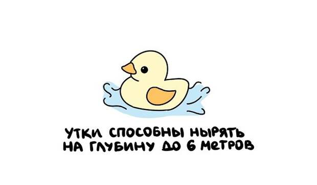 Короткие интересные факты на все случаи жизни