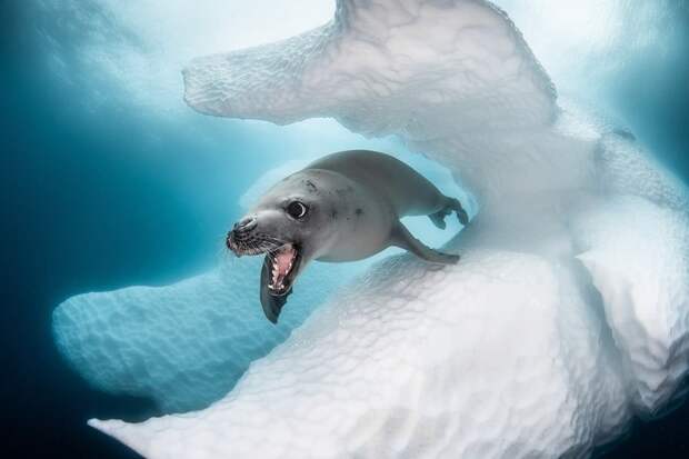 Невероятные победители конкурса океанической фотографии