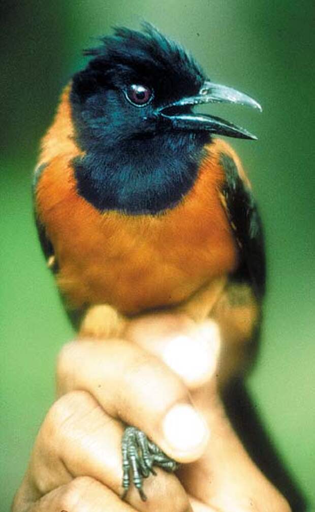 Ядовитые птицы – Двуцветный питоху (лат. Pitohui dichrous) и  Синеголовая ифрита ковальди (лат. Ifrita kowaldi)
