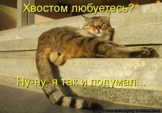 Котоматрицы (картинки с надписями)