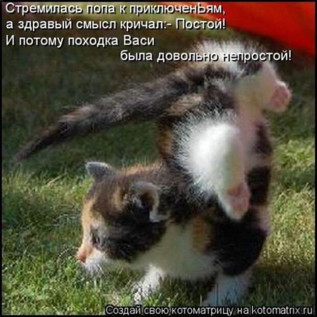 Котоматрицы(картинки с надписями)