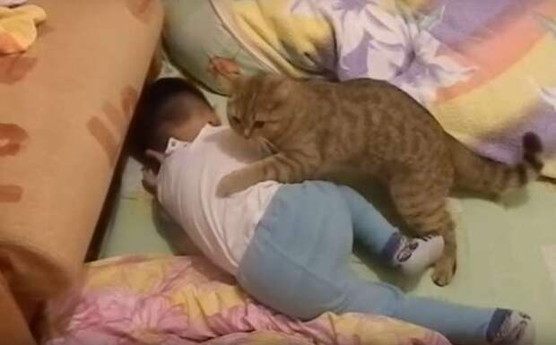 Очень милое видео: домашний кот помог успокоить расплакавшегося малыша