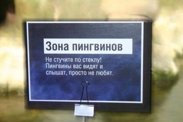 пингвины