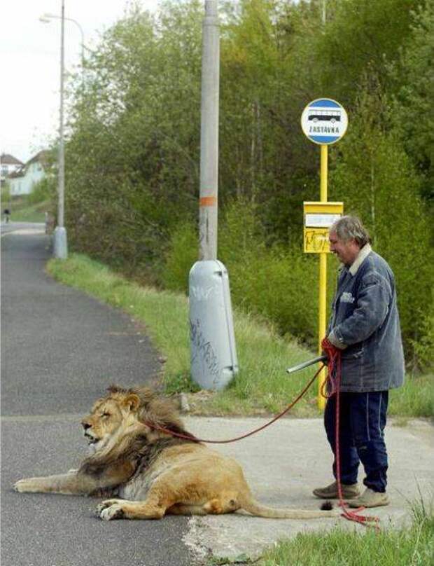 strange pet walking05