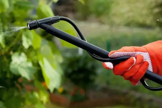 Уход за розами весной