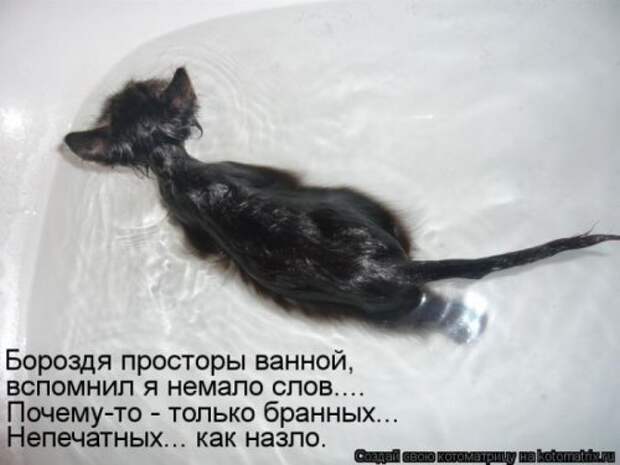 Лучшие котоматрицы недели (29 фото)