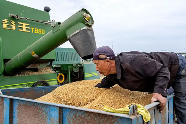 Качество и безопасность зерна. Зерновые в Китае фото.