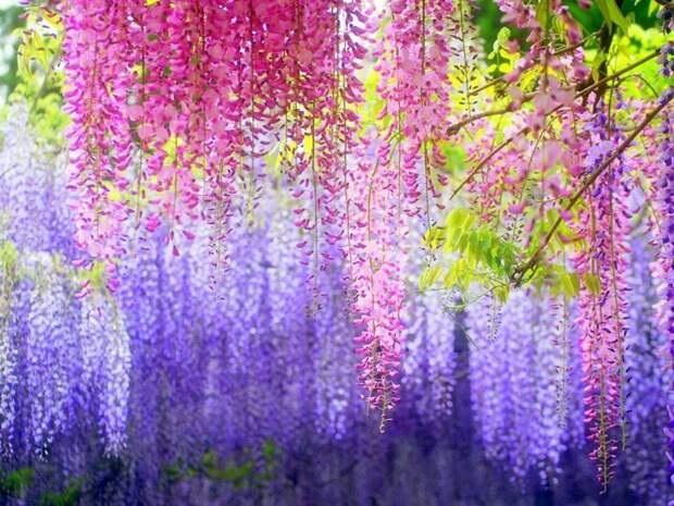 Висячий цветочный сад "Кавати Фудзи", который также носит название "Kawachi Fuji Garden". Он находится в Японии и занимает площадь в 10.000 кв.метров великоление, красота, природа, путешествия, цветочные туры