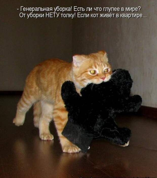 Котоматрица юморная (38 фото)