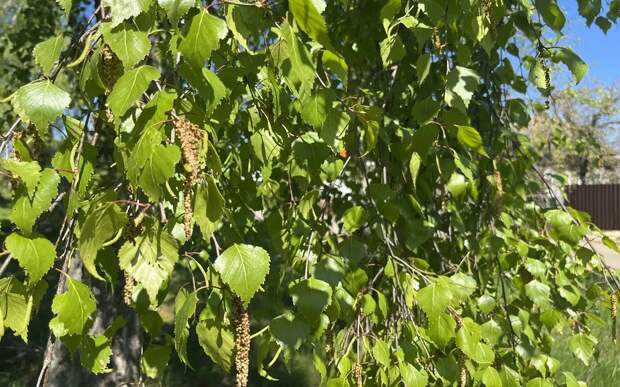 Рязанских аллергиков ждет сложная весна