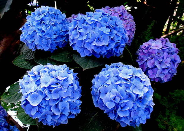 Гортензия (Hydrangea)