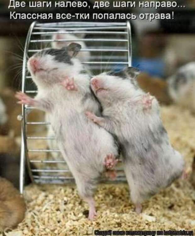 Прикольные животные, котоматрица