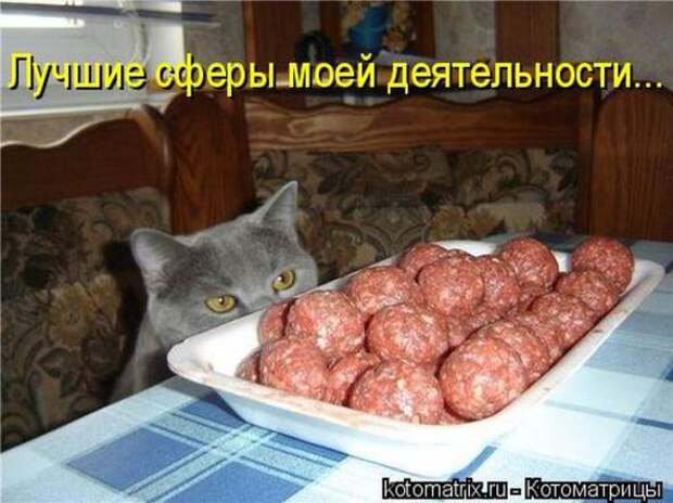 Котоматрицы(картинки с надписями)