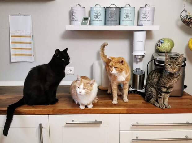 Коты на кухне