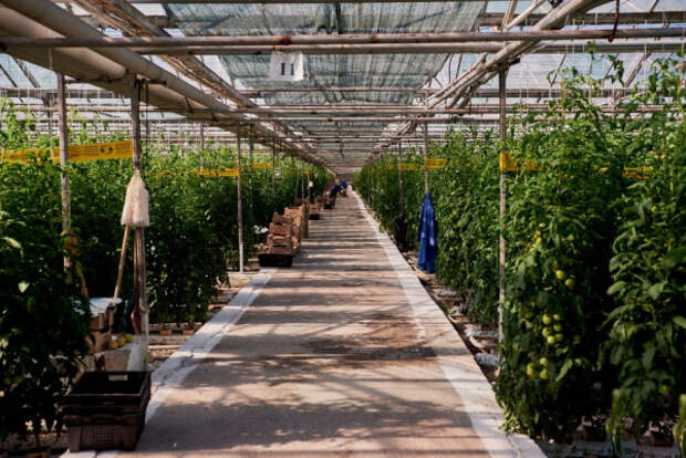 Севастопольские агропредприятия наращивают сбор огурцов и помидоров